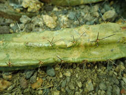 Image of Lady-finger Cactus