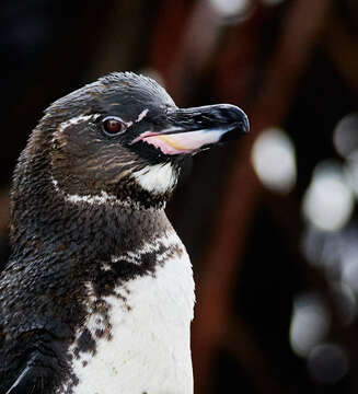 Image of Galapagos Penguin