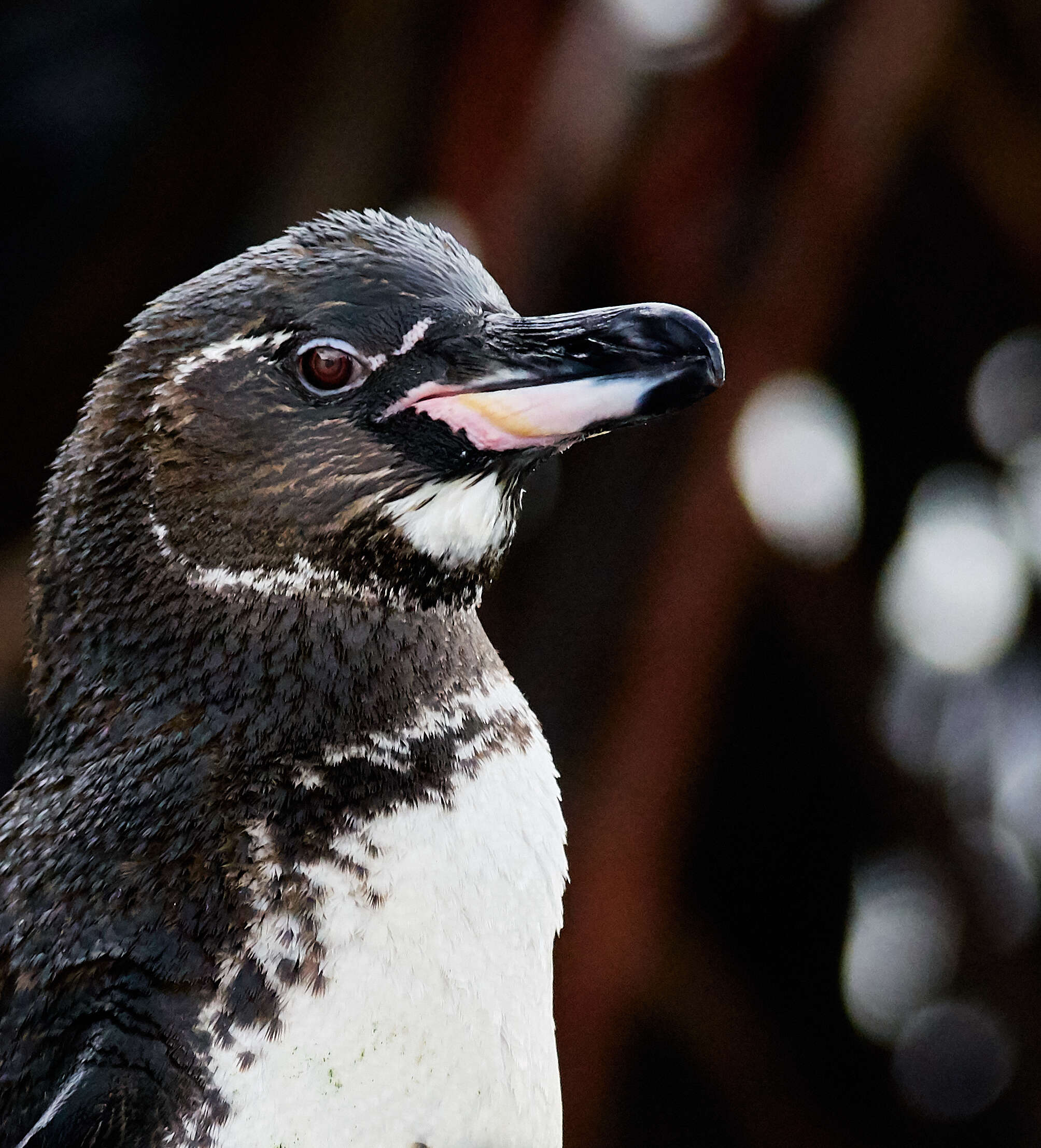 Imagem de Pinguim-das-galápagos