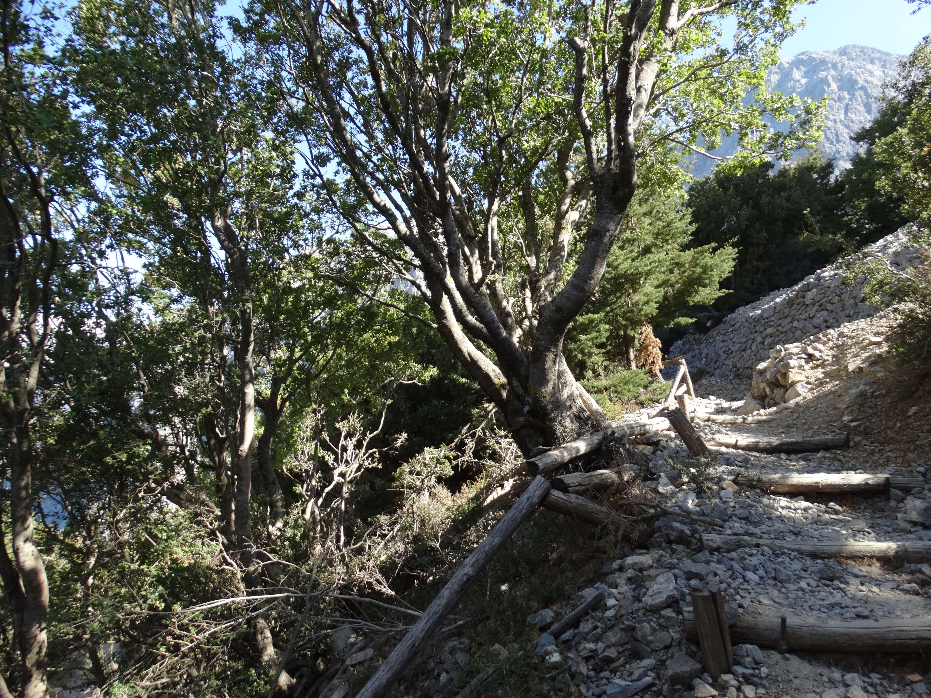 Image of Cretan maple