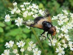 Leucozona lucorum (Linnaeus 1758) resmi