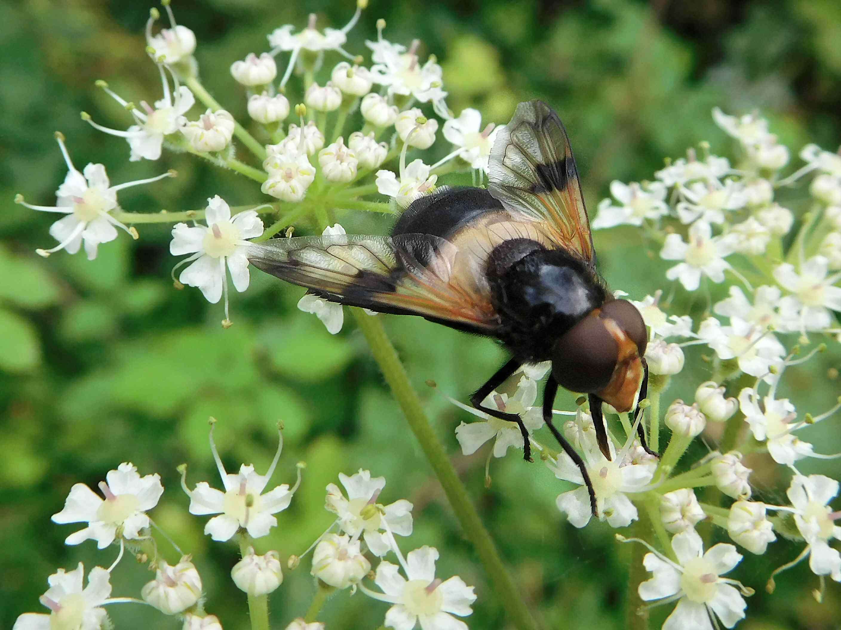 Leucozona lucorum (Linnaeus 1758) resmi