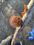 Image of ear fungus