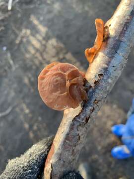 Image of ear fungus