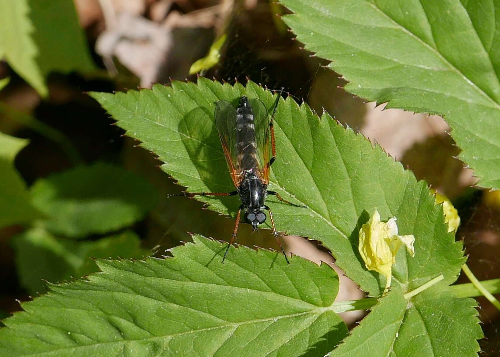 Image of stiletto flies