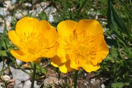 Image of Ranunculus montanus Willd.