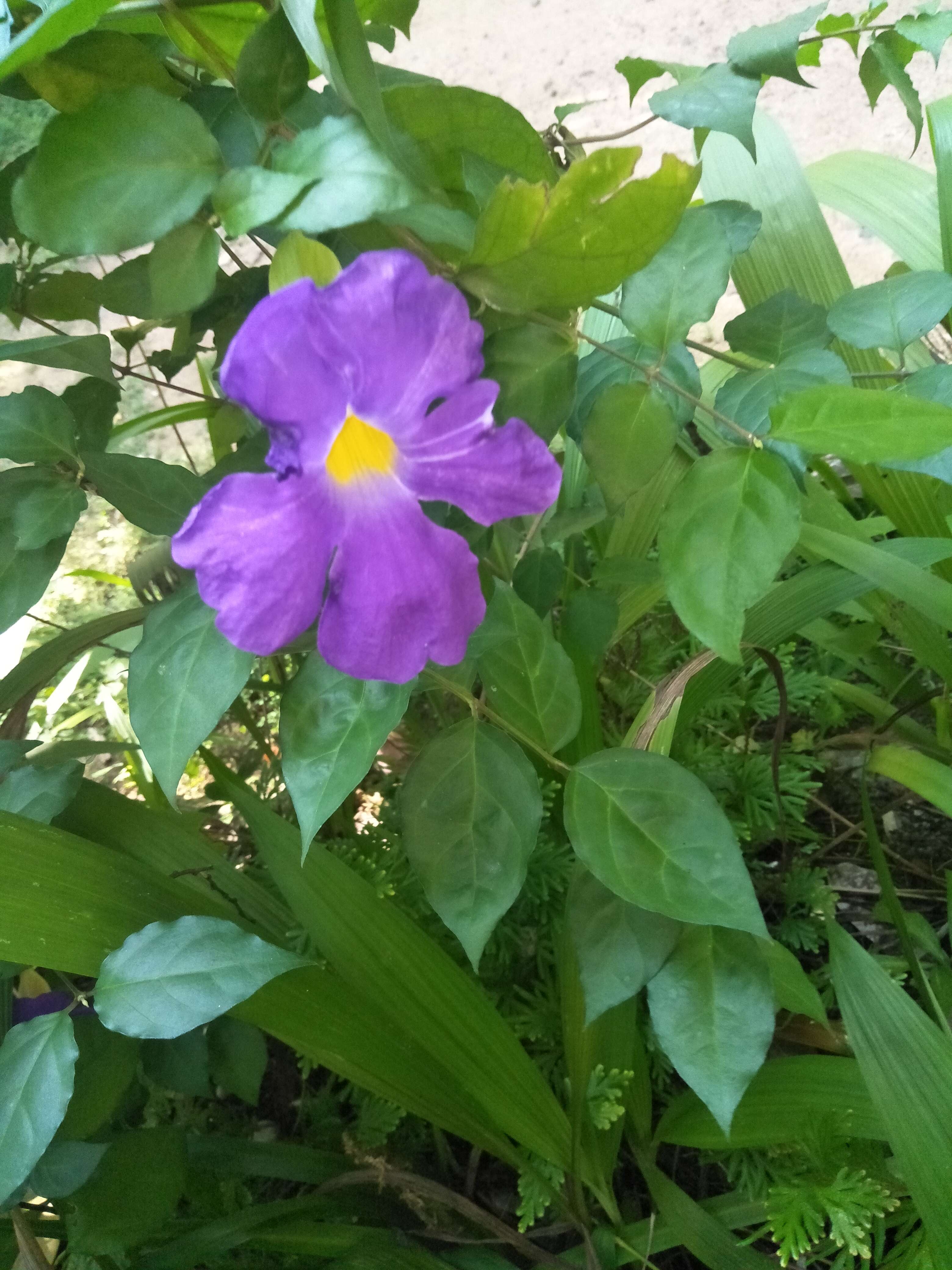 Image de Thunbergia erecta (Benth.) T. Anders.