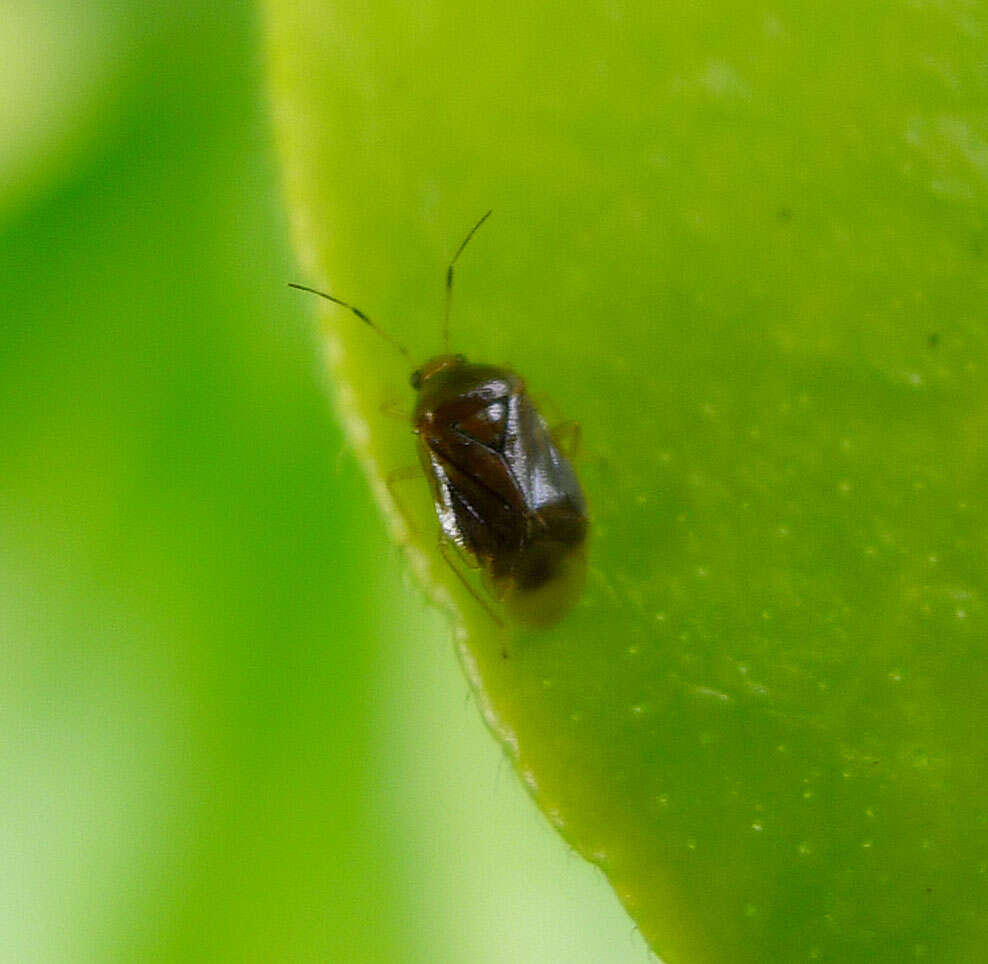 Image de Monalocoris filicis (Linnaeus 1758)