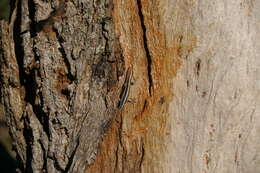 Image of Cream-striped Shinning-skink