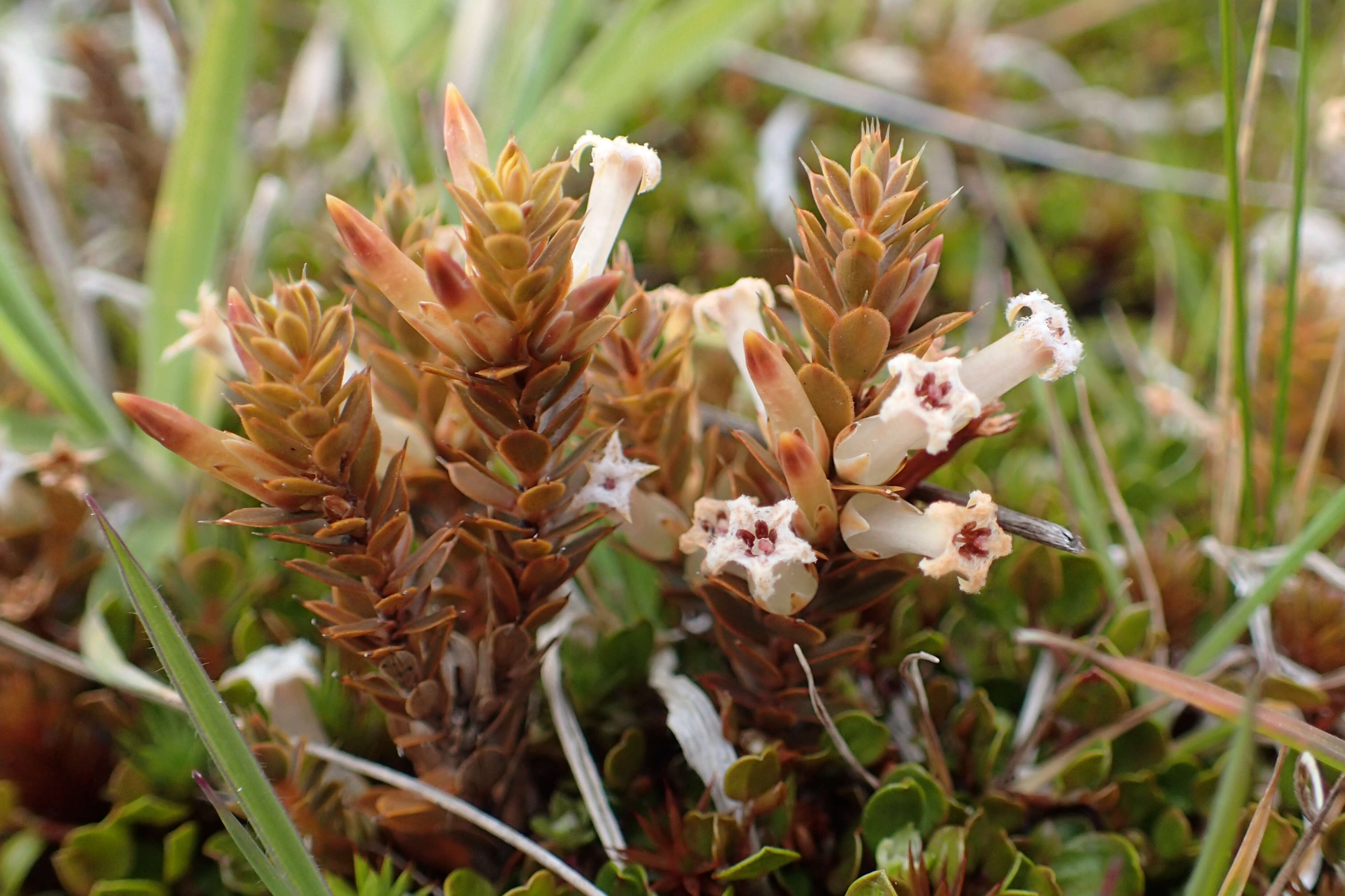 Image of Leucopogon fraseri A. Cunn. ex DC.