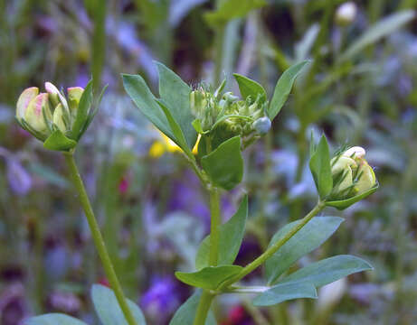 Image of Common Bird's-foot-trefoil