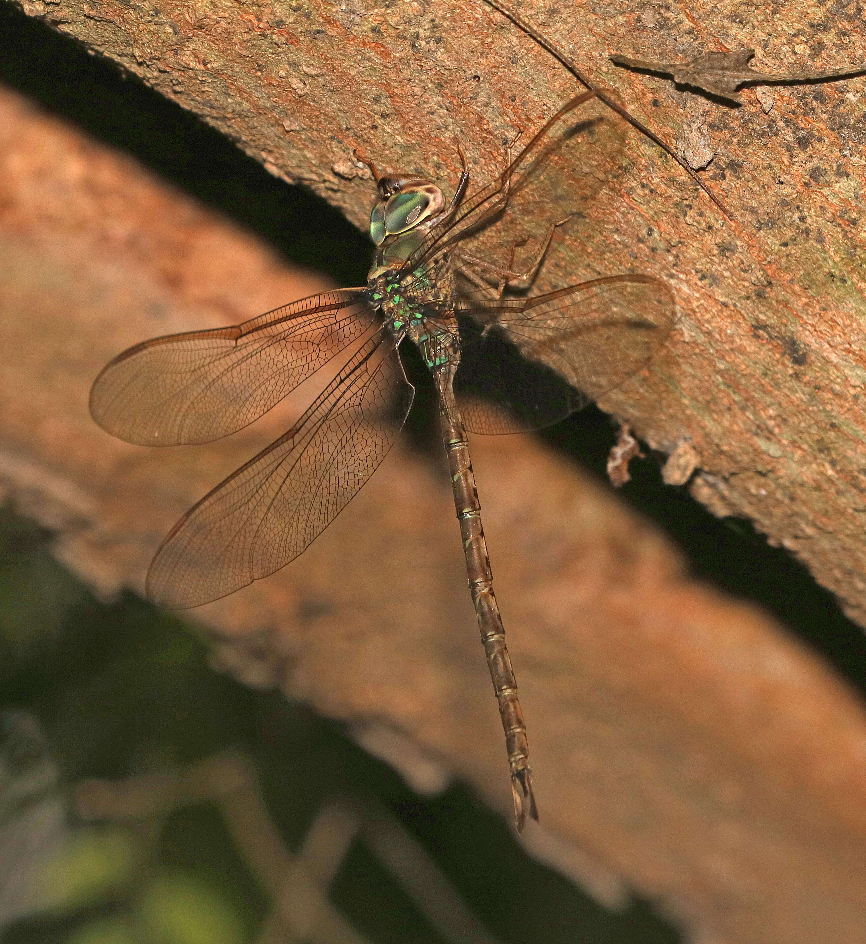 Image of Bar-sided Darner