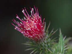 Image of Arizona thistle