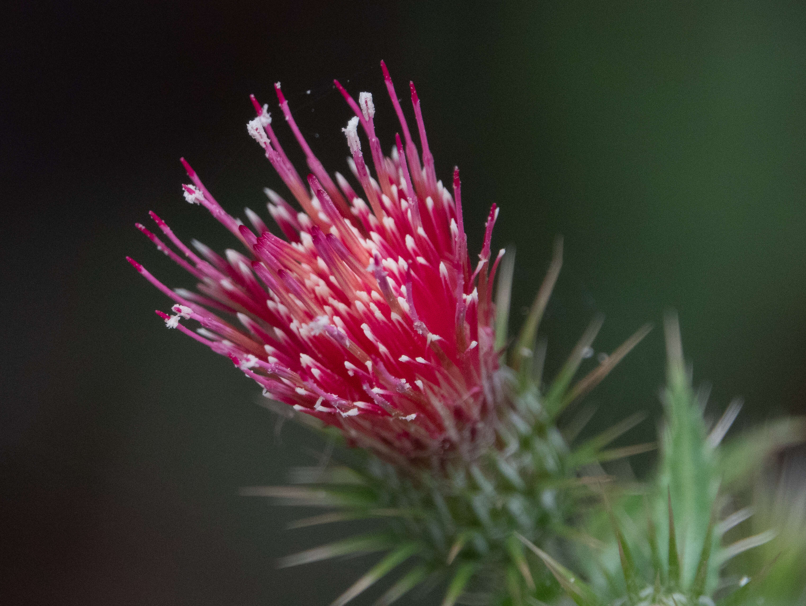 Image of Arizona thistle