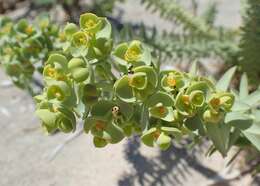 Plancia ëd Euphorbia paralias L.