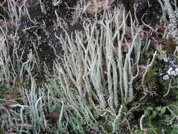 Image of cup lichen