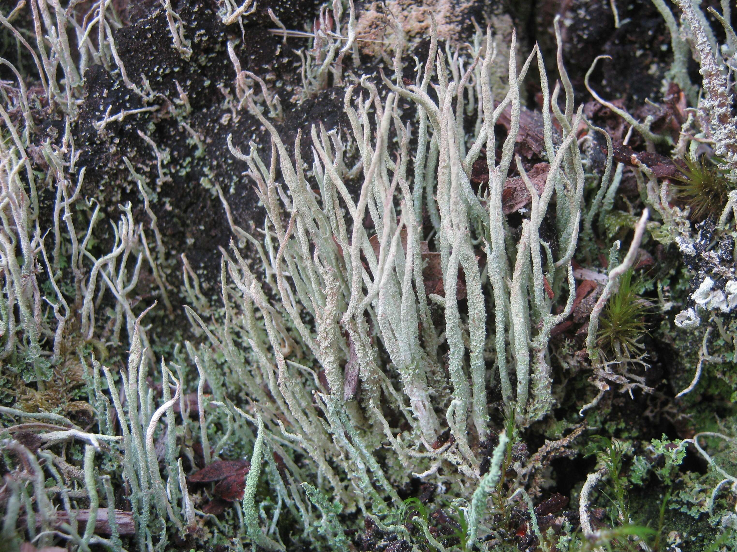 Image of cup lichen