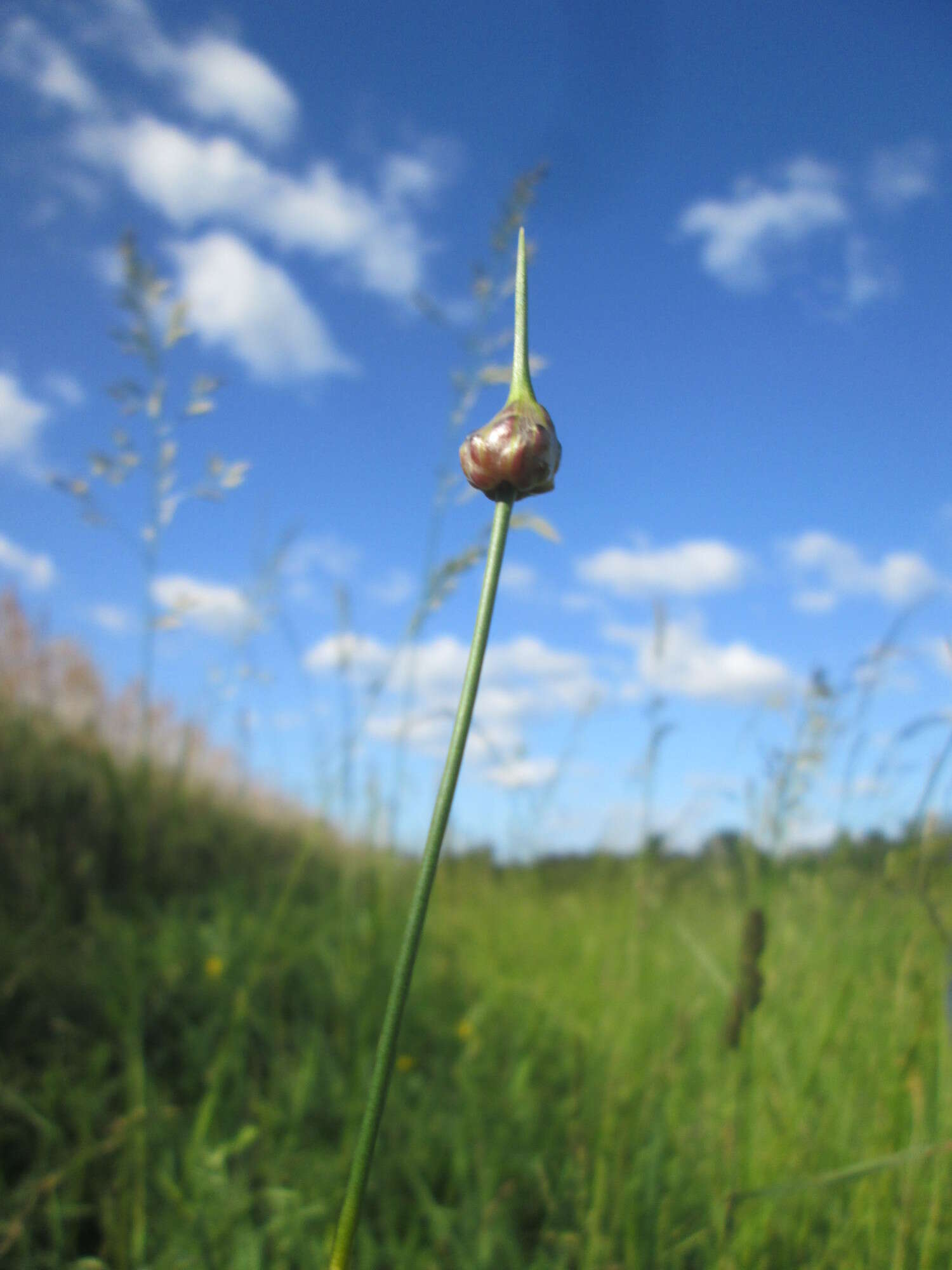 Allium scorodoprasum L.的圖片