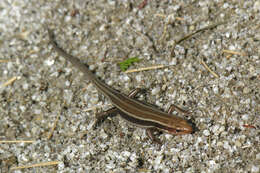 Image de Plestiodon japonicus (Peters 1864)