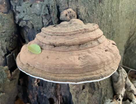 Image of Ganoderma applanatum