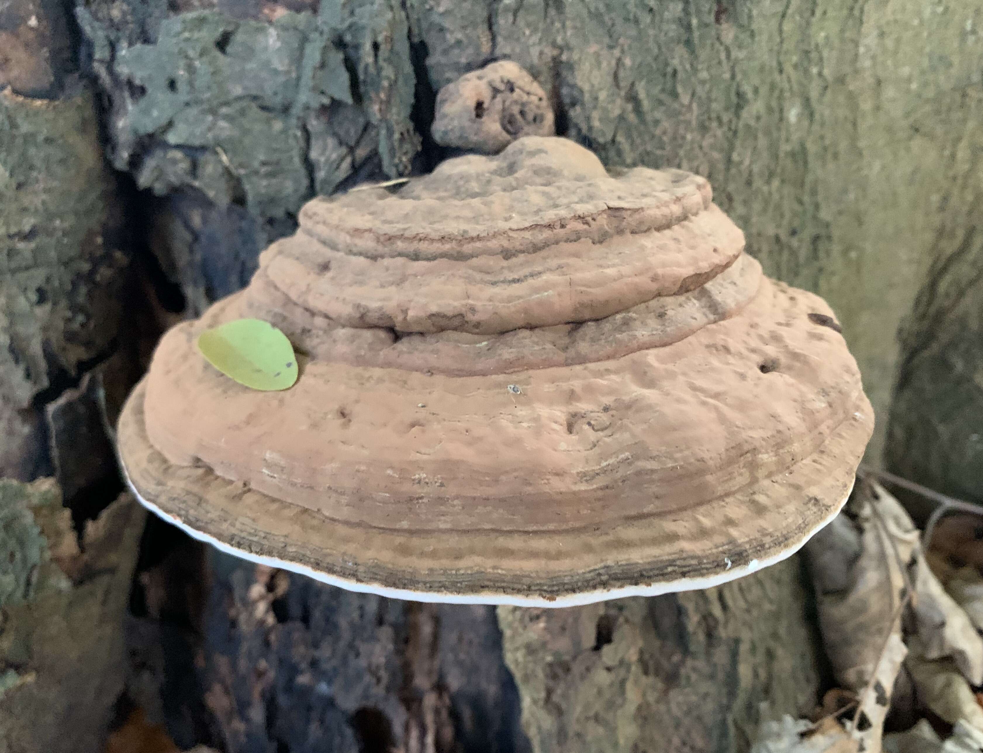 Ganoderma applanatum的圖片