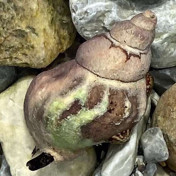 Image of Common whelk