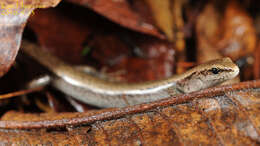 Image of Tsushima Ground Skink