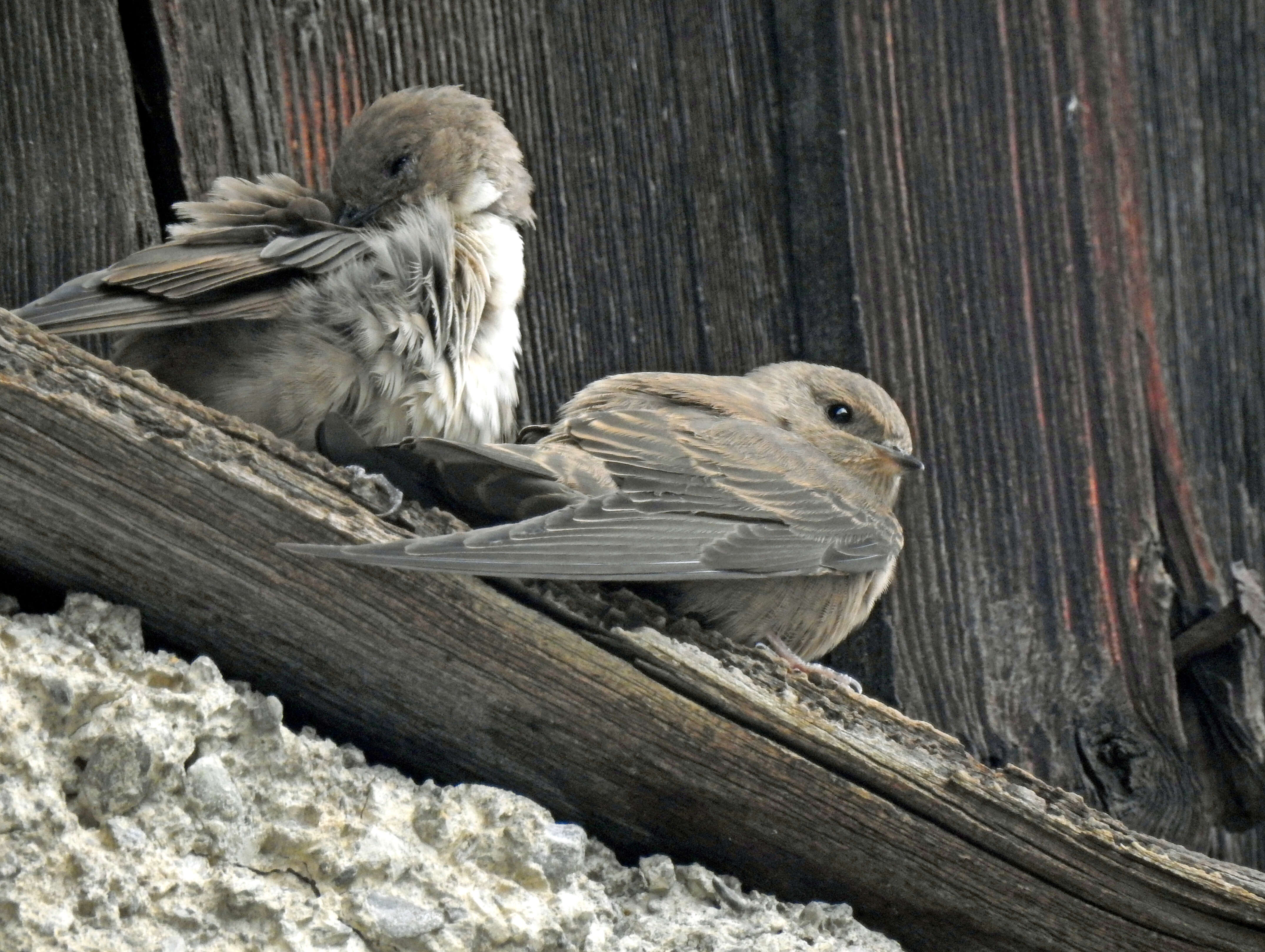 Image of Eurasian Crag Martin