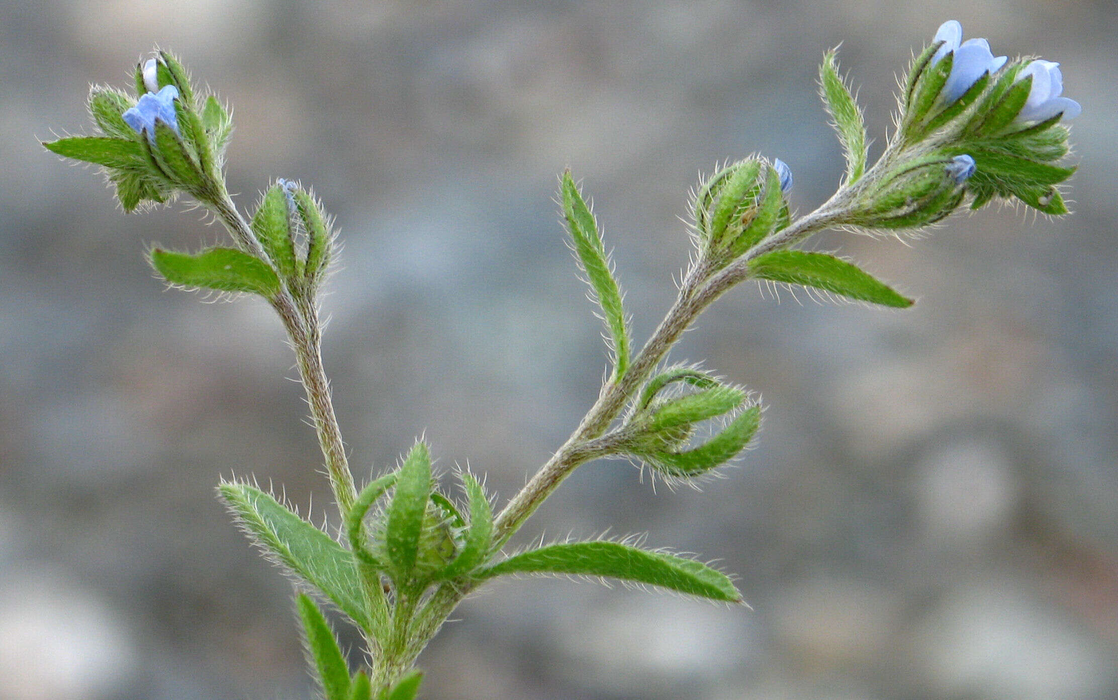 Image of European stickseed