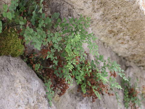 Image of Wall-rue