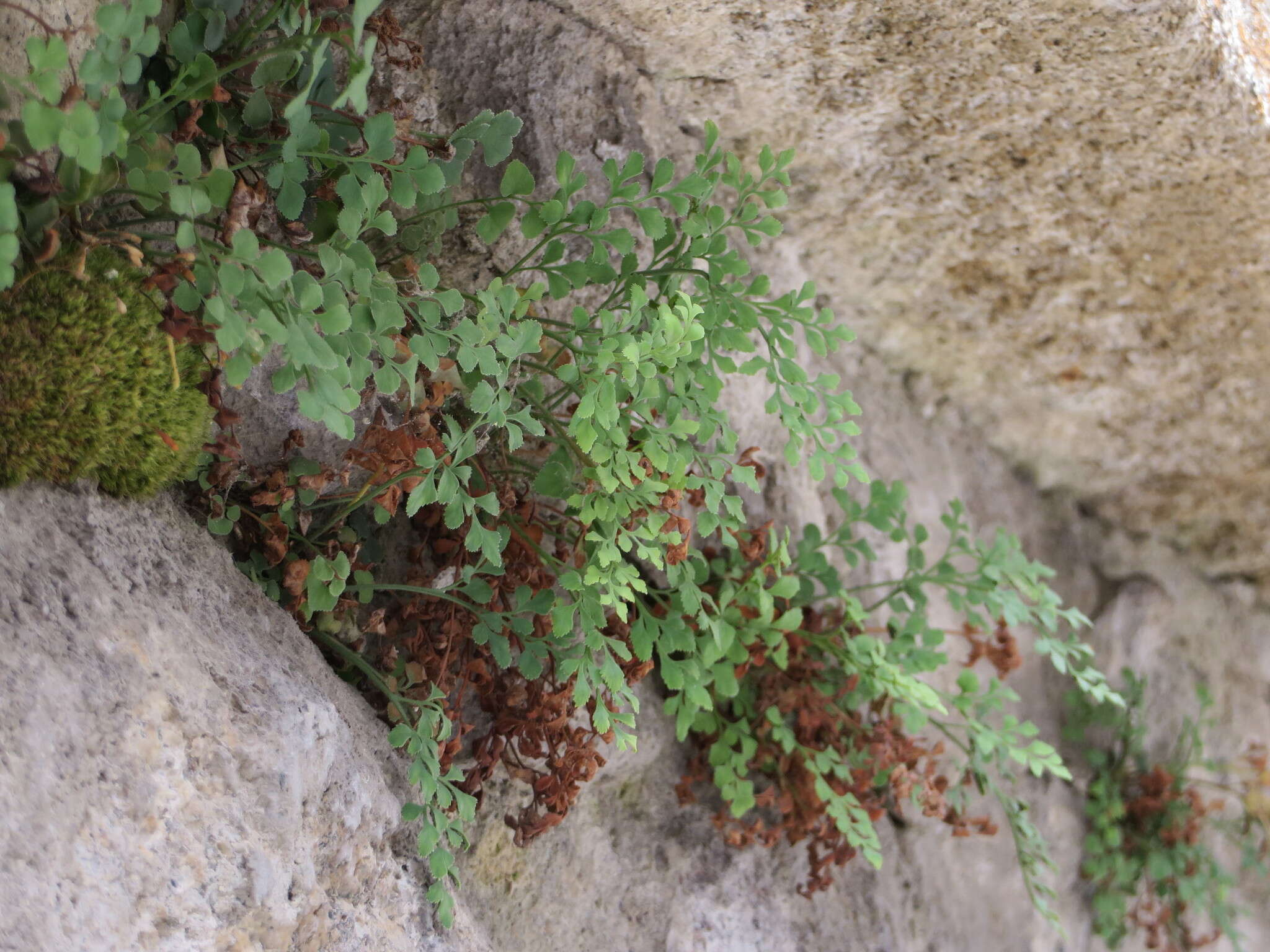 Image of Wall-rue