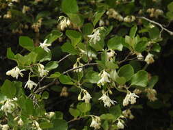 Image of Friar's balsam