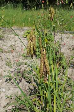 Imagem de Carex mertensii J. D. Prescott ex Bong.