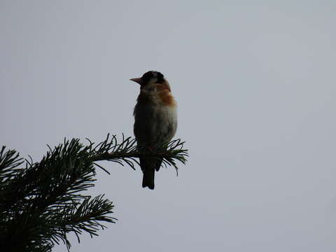 Image of European Goldfinch