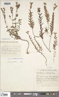 Sivun Hypericum elodeoides Choisy kuva