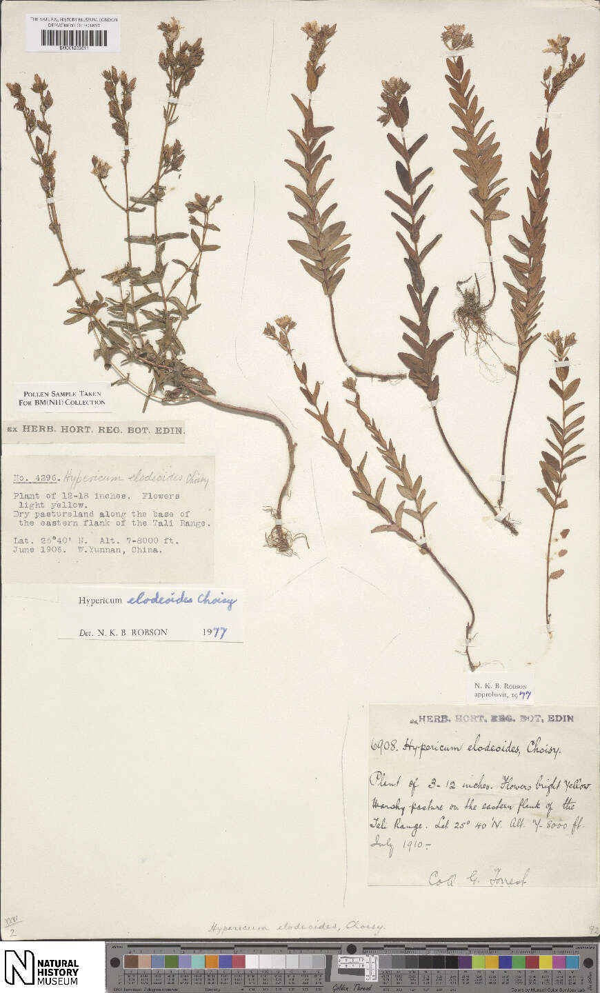 Imagem de Hypericum elodeoides Choisy
