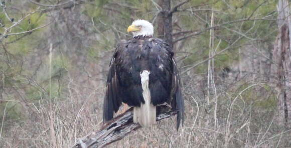 Image of Bald Eagle