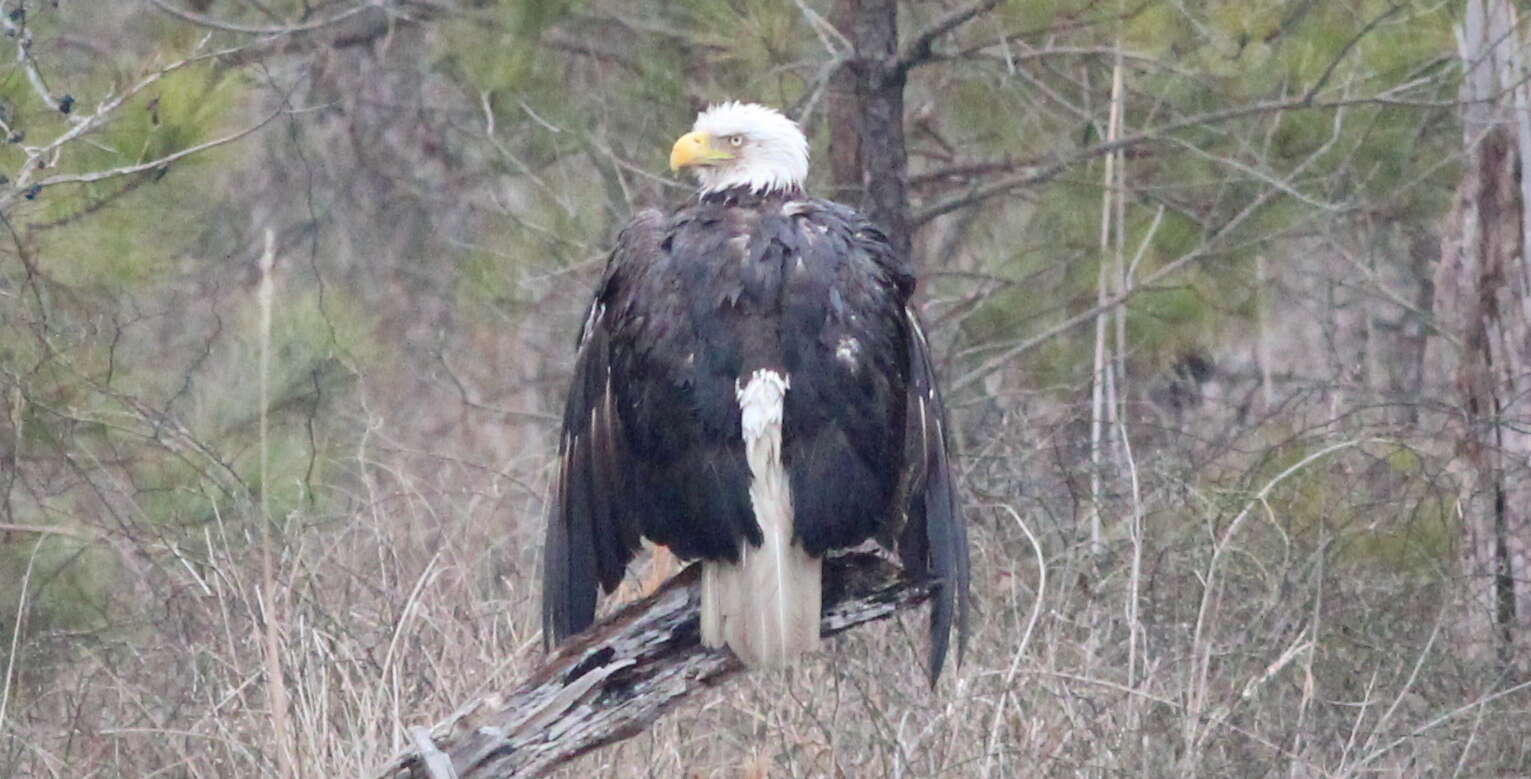 Image of Bald Eagle