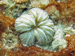 Image of Wedge Coral