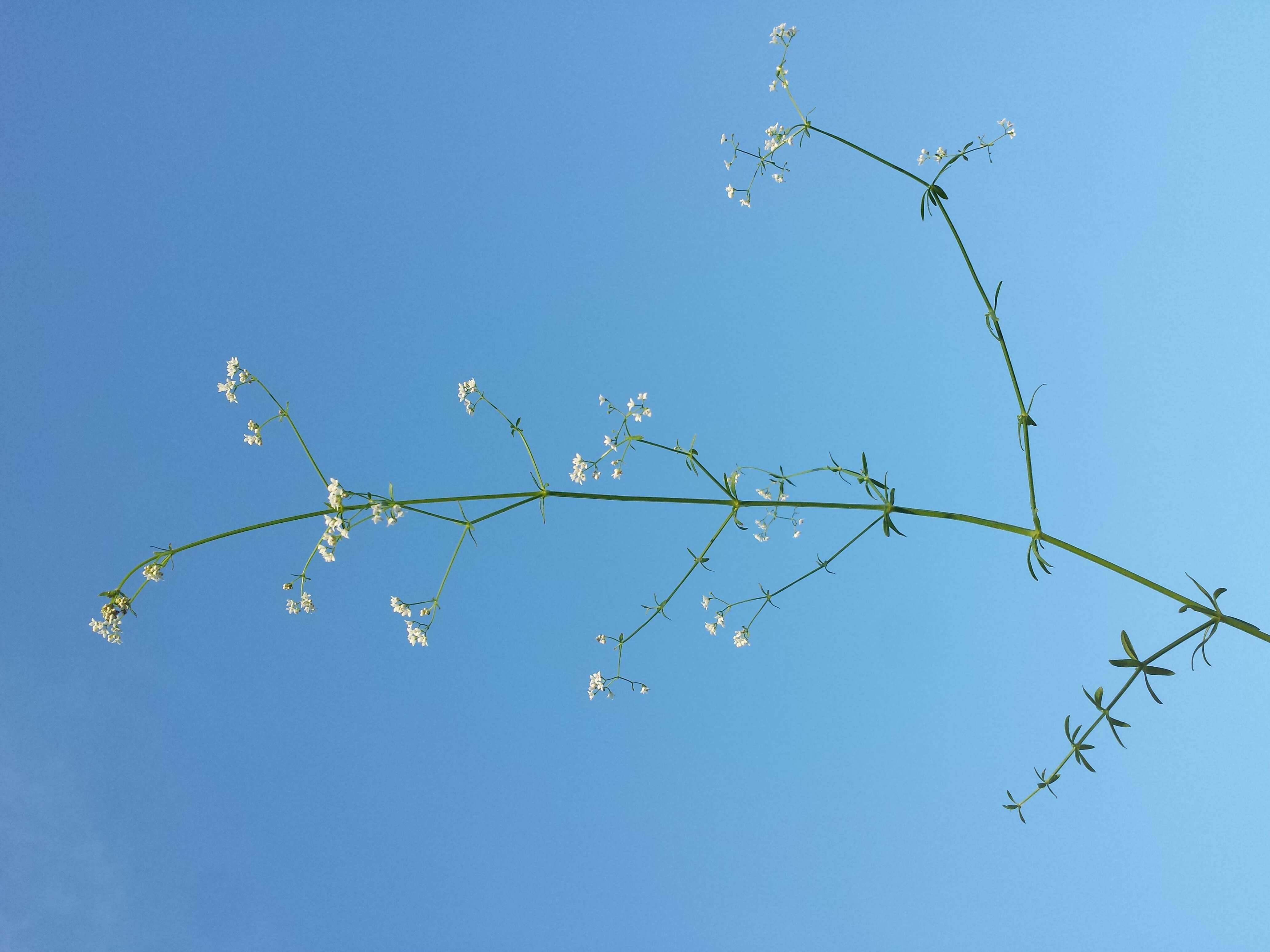 Imagem de Galium palustre L.