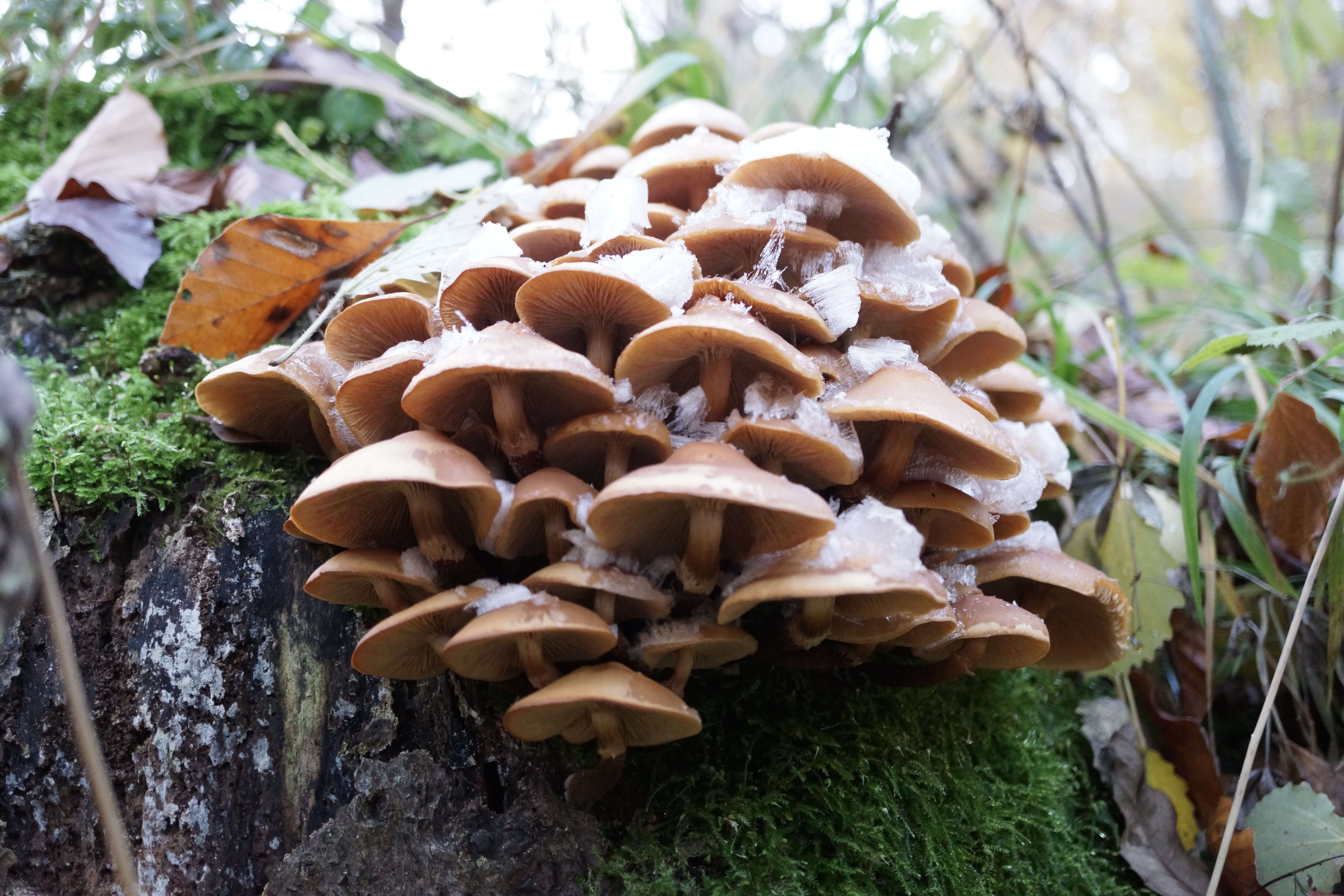 Imagem de Kuehneromyces mutabilis (Schaeff.) Singer & A. H. Sm. 1946