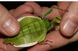 Image of Phyllium (Phyllium) bilobatum Gray & G. R. 1843