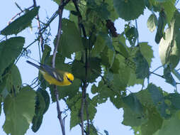 Image of Blue-winged Warbler