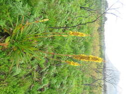 Image of Wachendorfia thyrsiflora Burm.