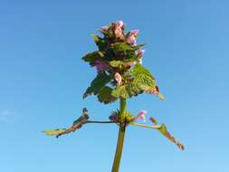 Image of purple archangel