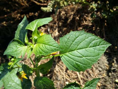 Image of Mexican groundcherry