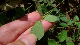 صورة Desmodium rhytidophyllum Benth.