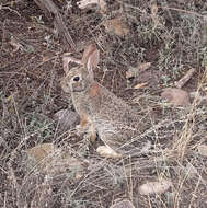 Image of Robust Cottontail