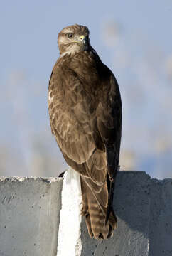 Image of Common Buzzard