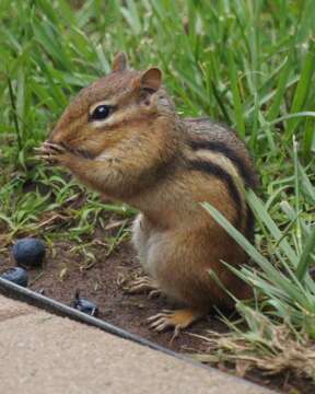 Image of Siberian Chipmunk